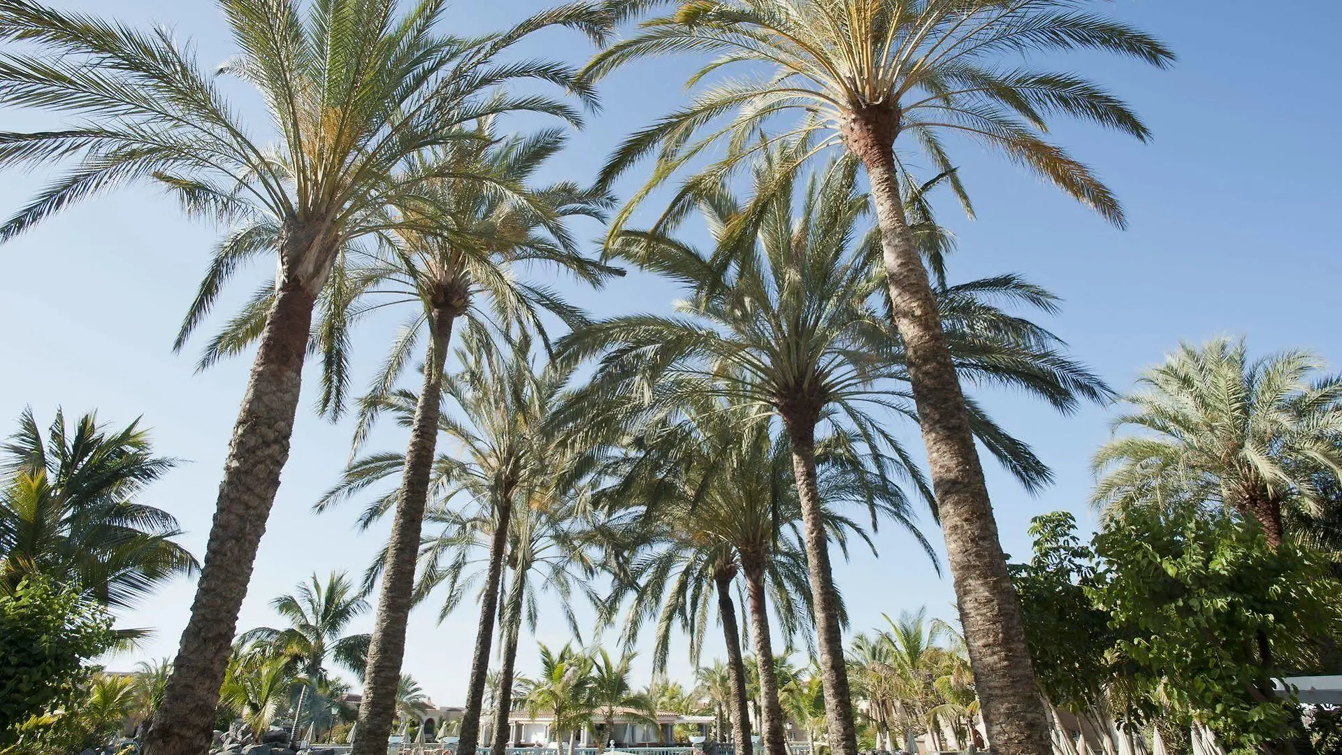 Palm Oasis Maspalomas